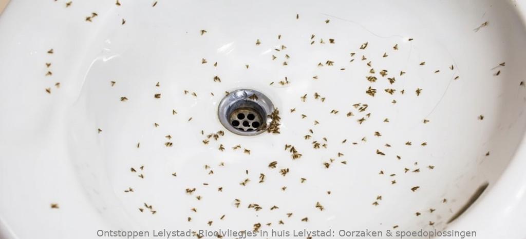 Rioolvliegjes in huis Lelystad: Oorzaken & spoedoplossingen
